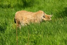 Europäischer-Luchs_8100.jpg